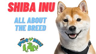 All About Dog Breed Shiba Inu [upl. by Ameekahs133]