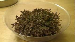 Selaginella lepidophylla quotDinosaur Plantquot TimeLapse 104 [upl. by Drhacir]