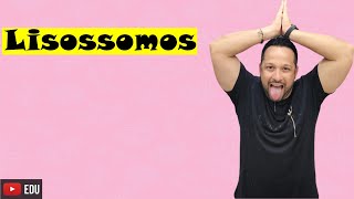 Lisossomos  Conceito características e função  Organela Citoplasmática  Citologia [upl. by Uria49]