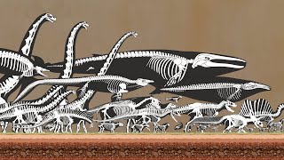 Animals Skeleton Size Comparison  Present and Prehistoric [upl. by Kowtko935]