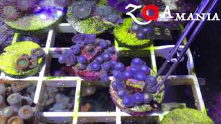 ZoAMania  how to clean zoas from bacterial films 1 [upl. by Myron]