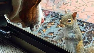 Eichhörnchen tippt jeden Tag ans Fenster  8 Jahre später erkennt die Familie was es zeigen wollte [upl. by Speroni]