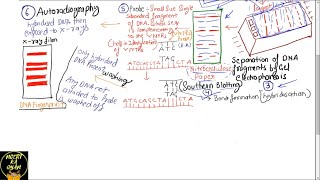 PART33 PROBES AND AUTORADIOGRAPHY DNA FINGERPRINTINGCHAPTER 6 NCERT CLASS 12TH BIOLOGY [upl. by Moe379]