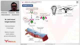 Desarrollo del sistema nervioso  Neurulación [upl. by Anikram501]