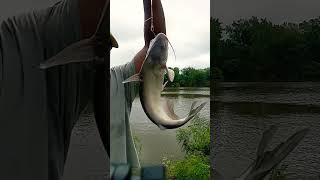 Anacostia River fishing fishing [upl. by Seiter20]