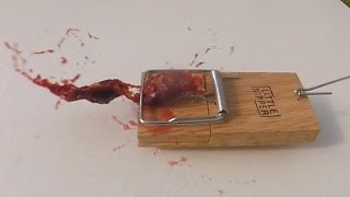 Damson in Mouse Trap Slow Mo GoPro 120fps [upl. by Christie265]