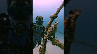 FROG FISH frogfish scubadivingadventures ocean shipwreck sea VIRAL [upl. by Hourigan518]