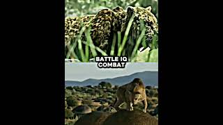 Smilodon Populator VS Smilodon Fatalis shorts smilodon sabertoothtiger [upl. by Almeeta65]