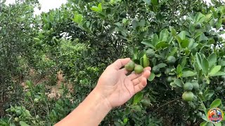 MAGALING MAGPALAKI NG BUNGA NG CALAMANSI ORGANIC FERTILIZER [upl. by Marcello483]