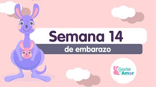 Semana 14 de embarazo ¡Ya puedes saber si es niño o niña [upl. by Aleehs]