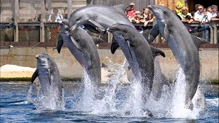 Dolfinarium Hardewijk  Dolphin Show  show Aqua Bella in 4K Ultra HD [upl. by Rennane]