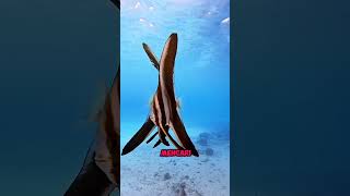 SEPASANG MANFISH manfish fish animals shorts short shortvideo [upl. by Lewes]