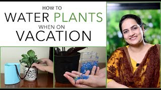 Genius ways to Water Plants When you are away on Vacation  Gardening Tips Gardening Ideas [upl. by Enitsirc80]