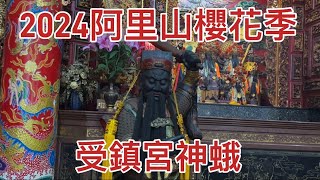 受鎮宮神蛾（枯球籮紋蛾）2024阿里山櫻花季20240323 [upl. by Mailli]