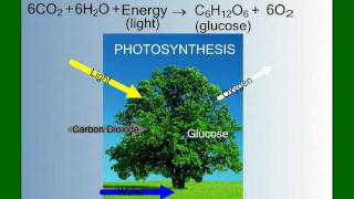 Photosynthesis Part 2 The Light Reactions [upl. by Nosliw188]