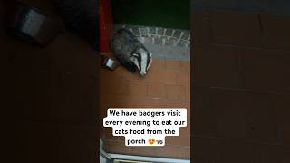 Daily Visit From A Badger 🦡 [upl. by Abrahams]