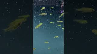 Green rasbora now available 31124 [upl. by Innavoeg]