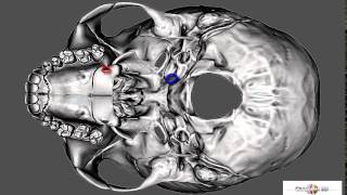 foramen spinosum [upl. by Olenka]