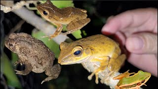 Catch Big Eyed Frog Golden Tree Climbing Frog [upl. by Anwaf]