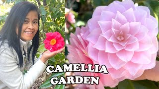 The Best Camellia Garden Ive Ever Seen  Filoli Gardens Camellia Collection🌸 [upl. by Acenahs]