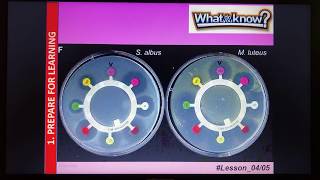 B1 Sterile Technique Agar Plates REQUIRED PRACTICAL TRIPLE ONLY [upl. by Ahtanoj435]