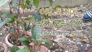 차나무 모종Camellia sinensis var sinensis를 노지에 옮겨심기 [upl. by Raamal]