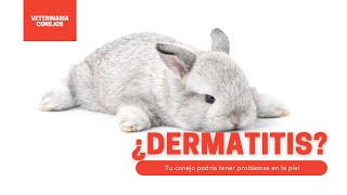 Problemas De Piel En Conejos 🐰 Veterinaria Explica conejos dermatitis [upl. by Meadow405]