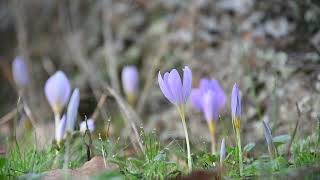 Colchicum autumnale [upl. by Faletti]