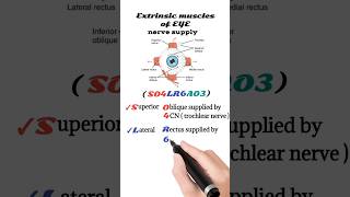 extraocular muscles nerve supply  extrinsic muscles of the eye [upl. by Malinowski]