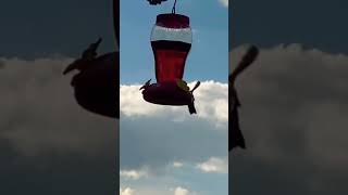 Hummingbird flying up to the feeder on a cloudy 🌥️ evening [upl. by Rauch]