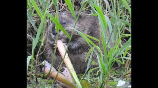 Muskrats and snakes [upl. by Harned951]