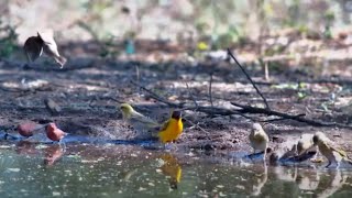 Birds And Birdsong To help You Relax [upl. by Selima]