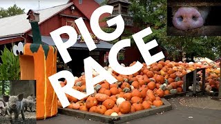 Pig races at bengtsons pumpkin farm Homer Glen IL [upl. by Eskill]