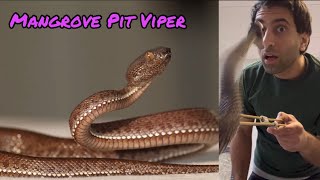 Mangrove Pit Viper info amp stuff [upl. by Naget]