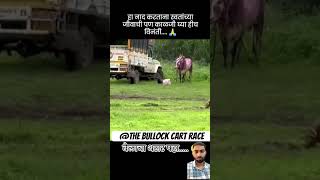 बैलाचा थरार पाहा 🥵❤️‍🔥👑 bailgada बैलगाडा bailgadasharyat शर्यत bullock [upl. by Fred]