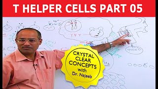 T Helper Cells  Immunology  Part 510 [upl. by Helman]