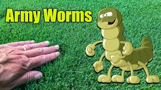 How to Kill Army Worms in the Lawn [upl. by Demp]