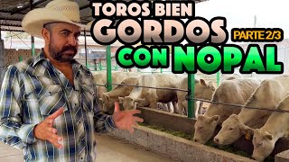 CONOCE A FONDO LOS BENEFICIOS DEL NOPAL en la crianza de ganado CHAROLAIS 100 PURO [upl. by Darbie]