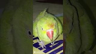 Subscribe plz viralvideo shortvideo parrot parrotcockatielplayingwithmirrortalking [upl. by Ahsiyt]