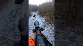 🐗 hunting chasse wildboar охота caccia hog [upl. by Jeminah]