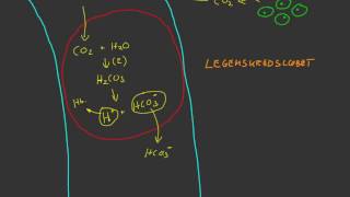 Transport af kuldioxid i blodet [upl. by Gerhan]