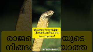 King Cobra Facts Malayalam  King Cobra  Most Venomous Snake  Facts About King Cobra  shortsfeed [upl. by Marilin]