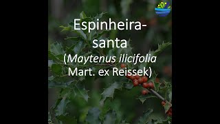 Espinheira santa [upl. by Jezreel]