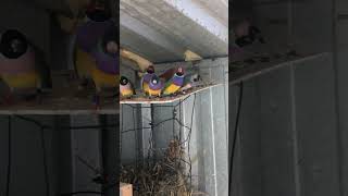 Bird KeepingBreeding Duri Village TAMWORTH NSW Australia  beautiful colours Finches amp Waxbills [upl. by Ahsekan]