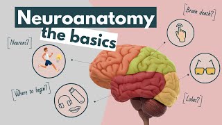 Brain anatomy and function an overview  Neuroscience basics [upl. by Karlie]