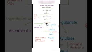 URONIC ACID PATHWAY [upl. by Tager]