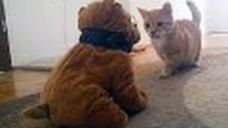 Chiens drôles et chats vs Peluches  Cute Videos Pet [upl. by Guild]