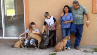 Bravo Kennel presents quotAre Presa Canarios Good with childrenquot Part 12 [upl. by Wesa]