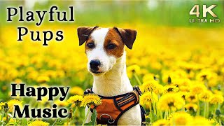 Cute 4K Dogs and Puppy Mood Booster TV Background Happy Ambient Music Ambience  Upbeat [upl. by Boice]