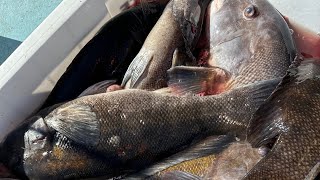 Beavertail Rhode Island Tautog amp Blacksea bass Fishing Bounty Hunter Charter [upl. by Barram]